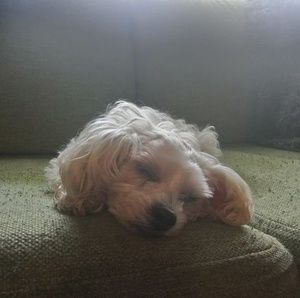 Meet your Posher, Brandy